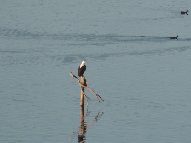 fish eagle